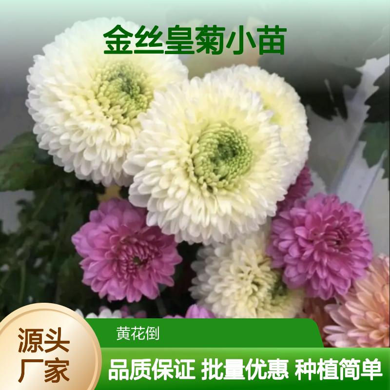金丝皇菊小苗 基地直供 批量种植 催芽率高 生长迅速