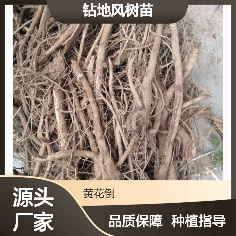 钻地风树苗 批发供应 种植指导 生长迅速 管理简单