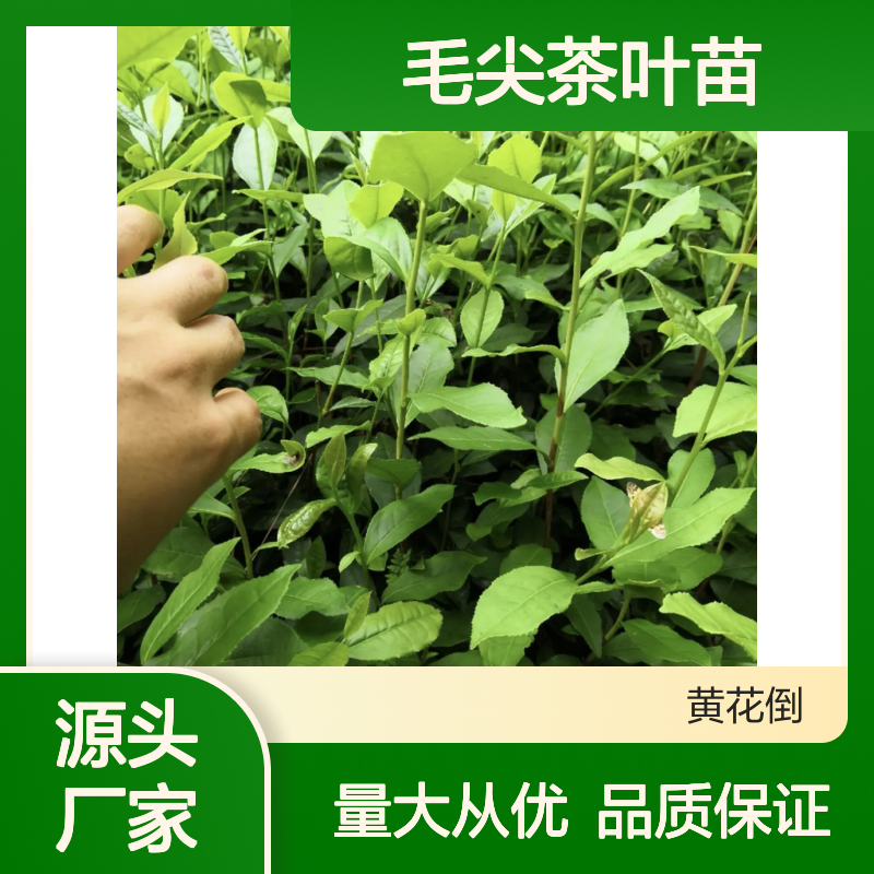 百亩基地直供 毛尖茶叶苗 批发种植 品质优良 源头好货