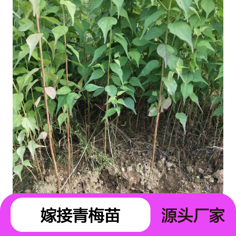 嫁接青梅苗 批发种植区优选 生长旺盛 易于成活