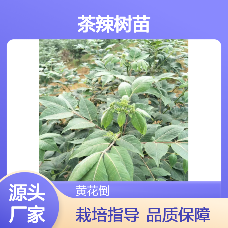 茶辣树苗 基地直供 栽培管理详尽 生长迅速 适应性强