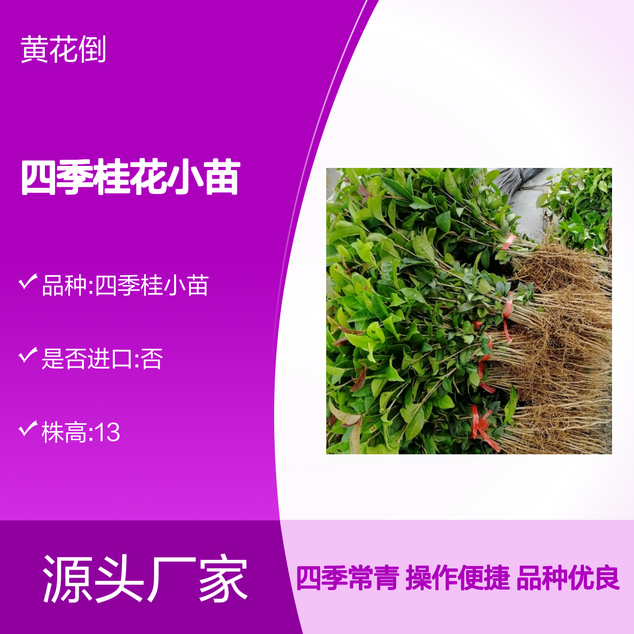 四季桂花小苗 优良品种常绿乔木 清香扑鼻 适应性强