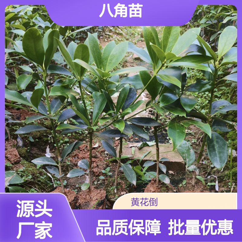精选八角苗 八角种植园专供 批量优惠 科学培育