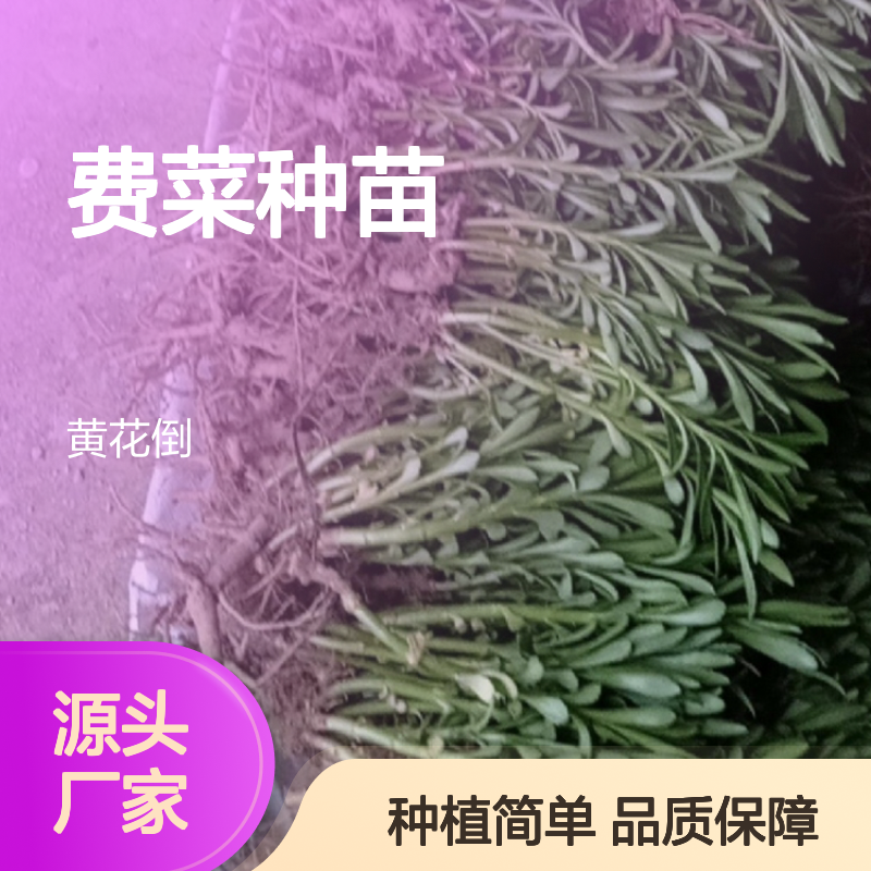 费菜种苗 基地直供 批发零售 耐寒耐旱 多年生长