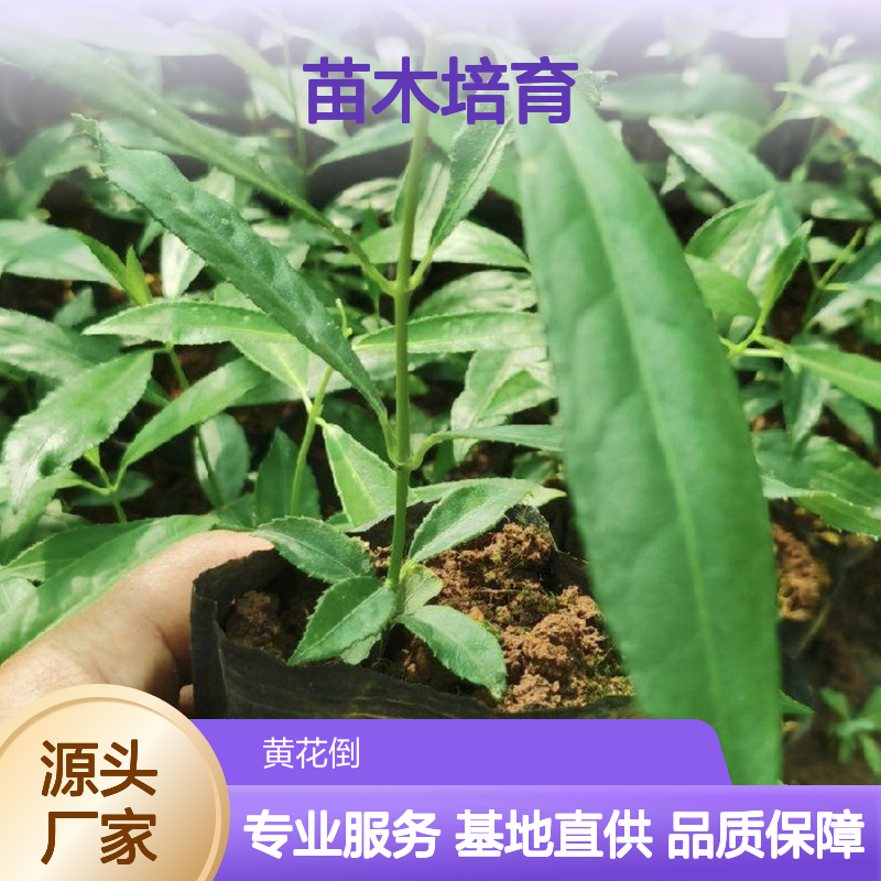 苗木合作社自营 千打锤苗供应 品质优良 专业培育