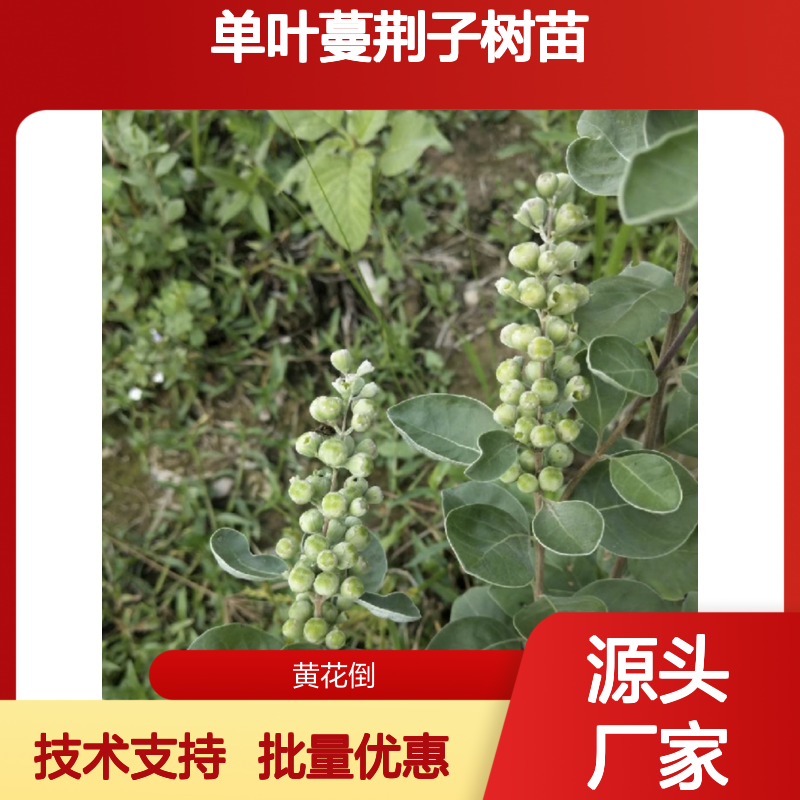 单叶蔓荆子树苗 批发供应 种植指导 高产稳产 药用价值