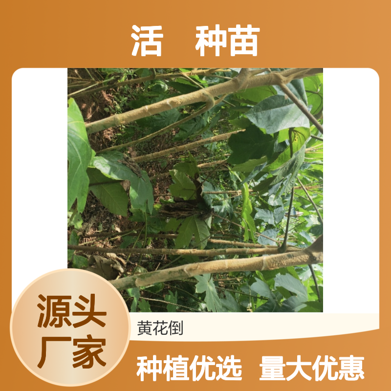 活莌种苗 基地直供 种植管理全指导 抗病性强 产量高效