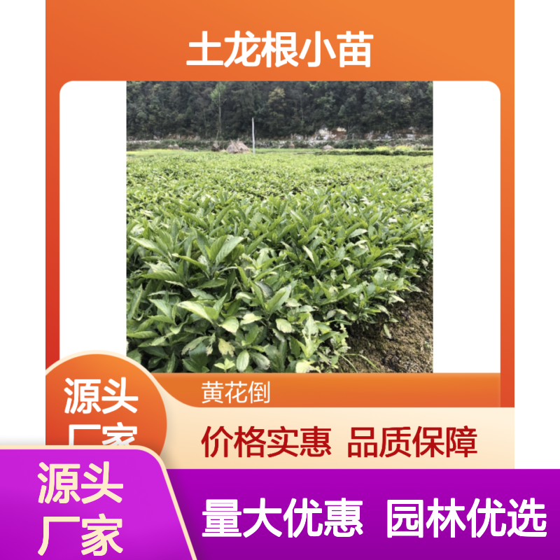 土龙根小苗 园林常绿灌木 批发优惠 观赏性强 种植简单
