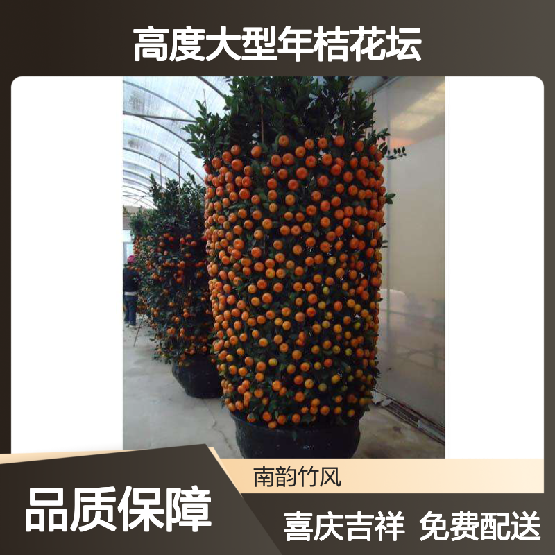 70#朱砂桔盆栽 250cm以上高度大型年桔花坛摆放 免费送货上门
