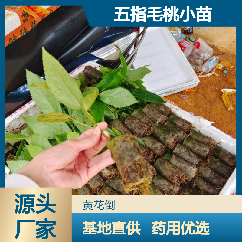 五指毛桃小苗 桑科植物独特品种 管理简单 成活率高