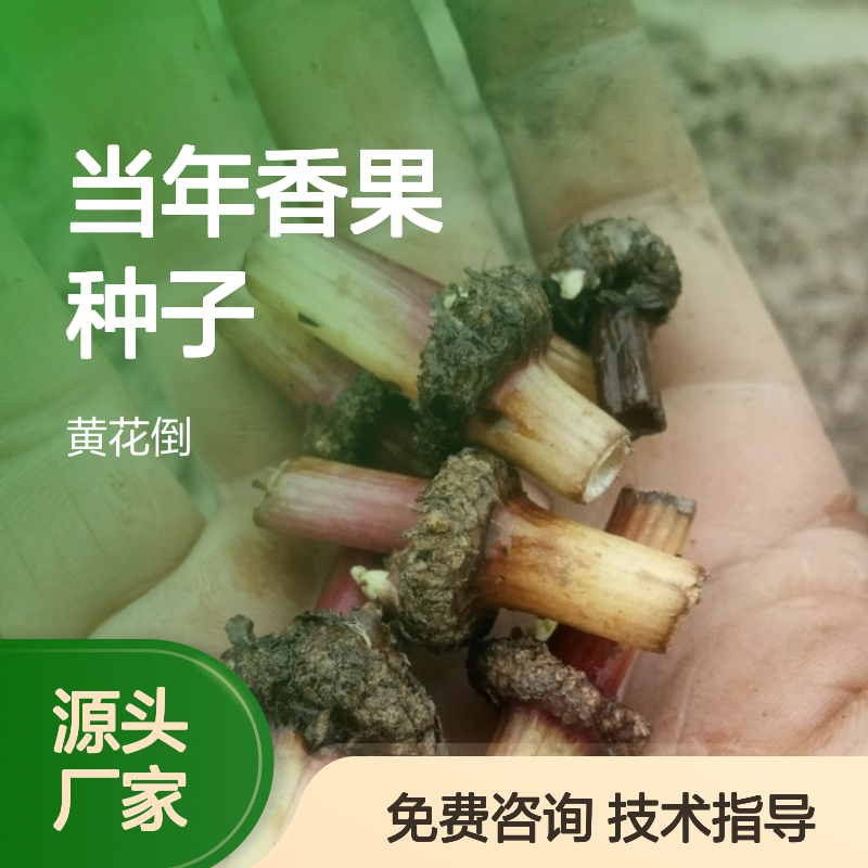 新采收当年香果种子 苗木合作社自营免费技术指导