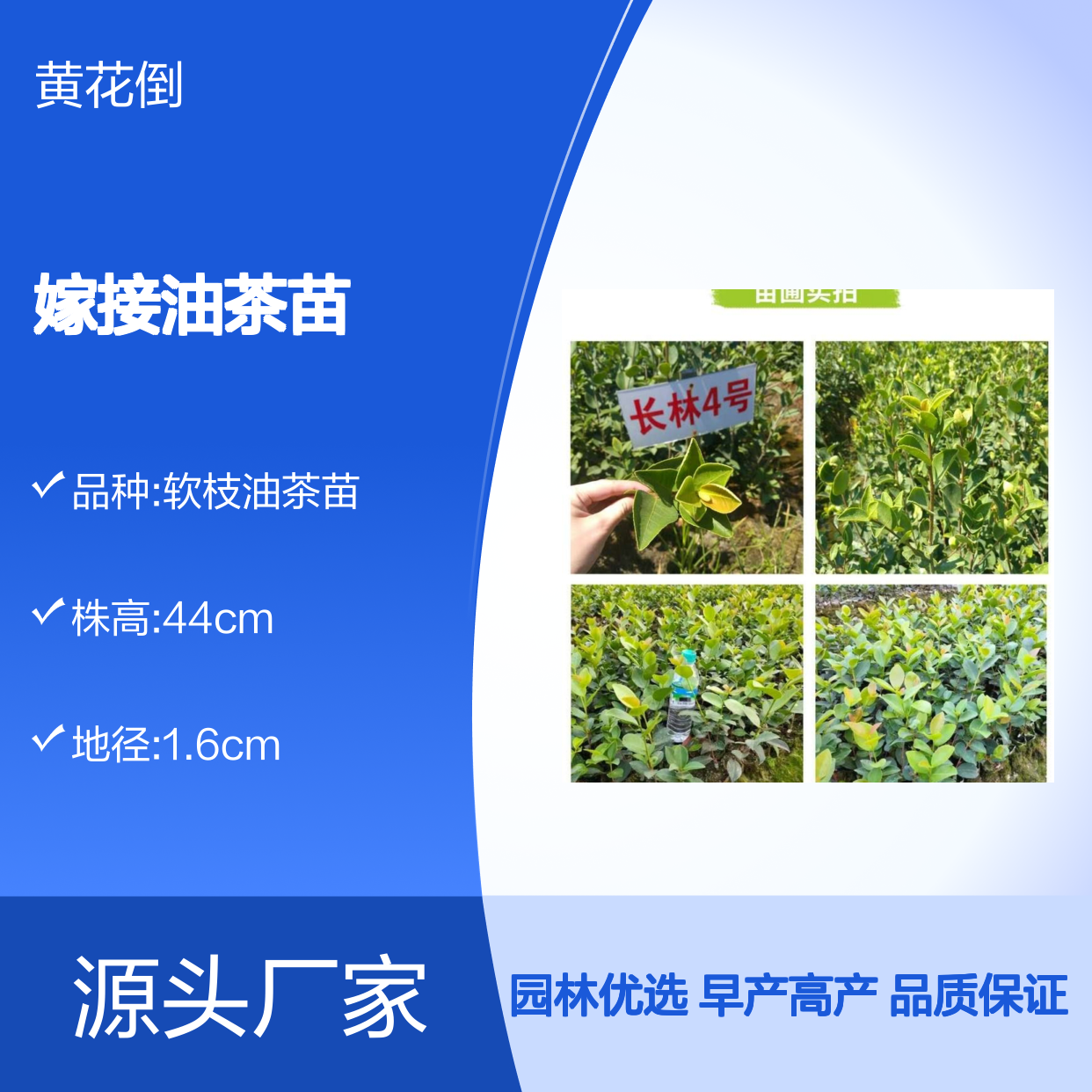 高产嫁接油茶苗 果大皮薄收益高 管理简单 品种优良