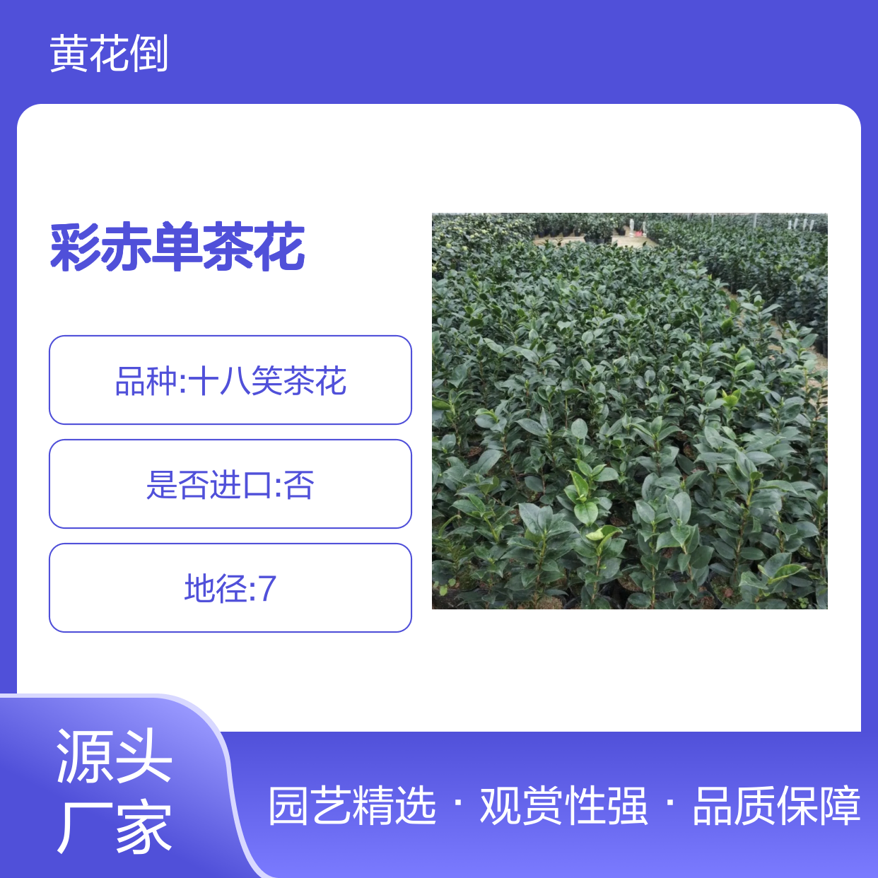 彩赤单茶花树苗 批发种植 园艺优选 整形灵活 应用广泛