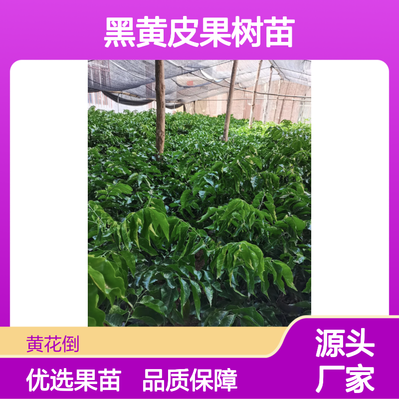黑黄皮果树苗 多种品种选择 管理简单 生长迅速