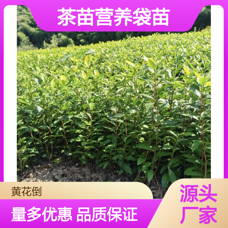 苗木合作社自营 优质茶苗营养袋苗 技术指导 培育专业