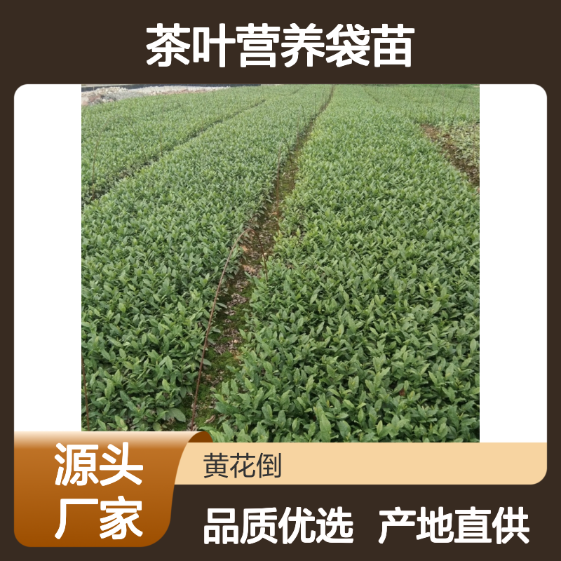 常年基地供应茶叶营养袋苗 苗圃产地直供品质保证种植技术分享