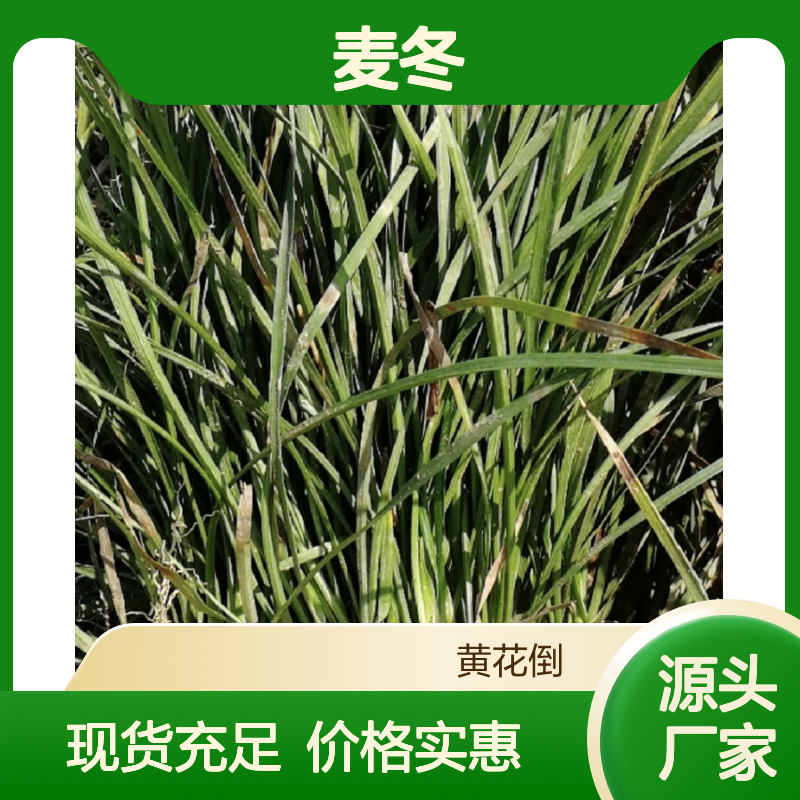 麦冬基地现货批发 麦冬草园林景观优选 天然种植