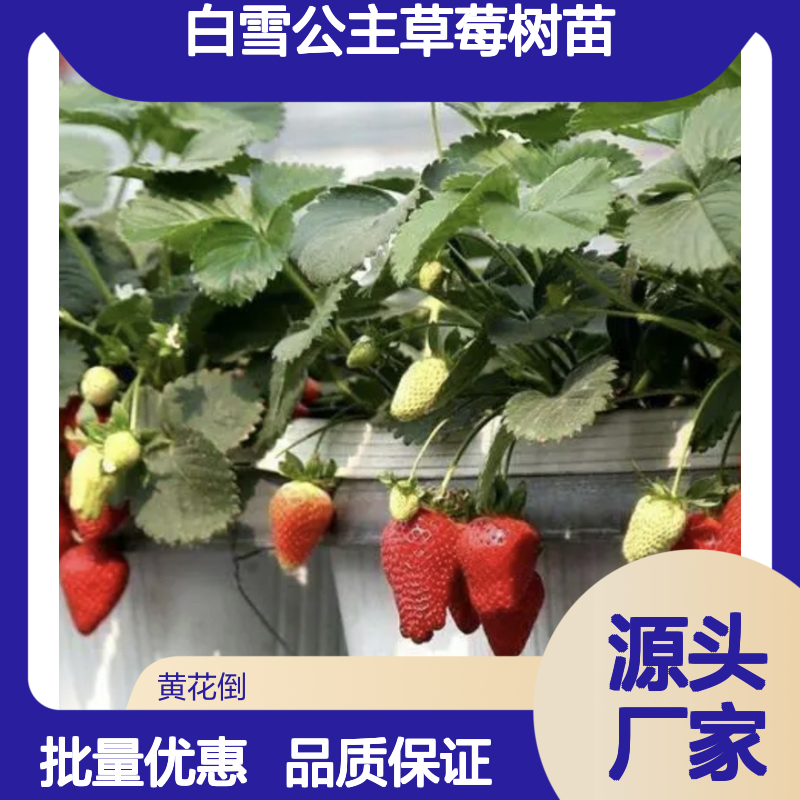 白雪公主草莓树苗 批发果园优选 丰产性好 耐热耐旱