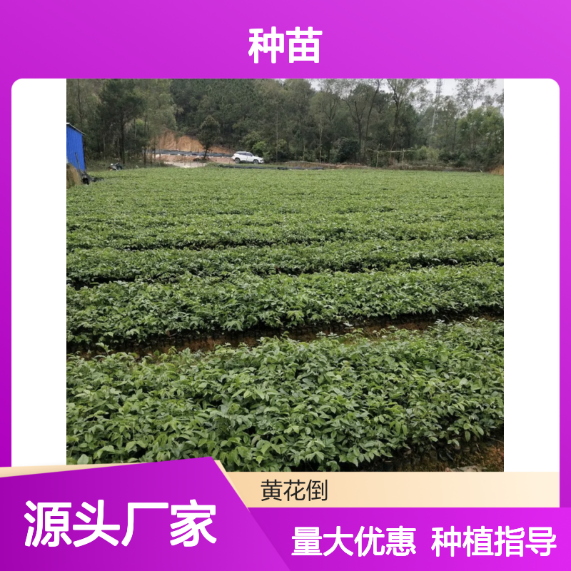 牛大力种苗 百亩种植园直供 科学管理 技术先进
