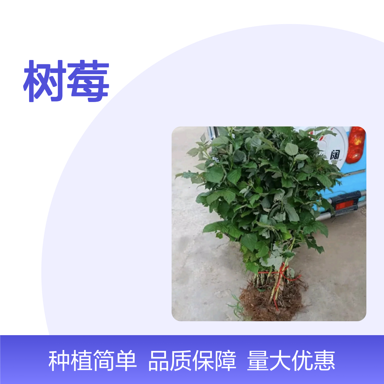 批发树莓果树 多年生浆果小灌木 抗病丰产 种植简单