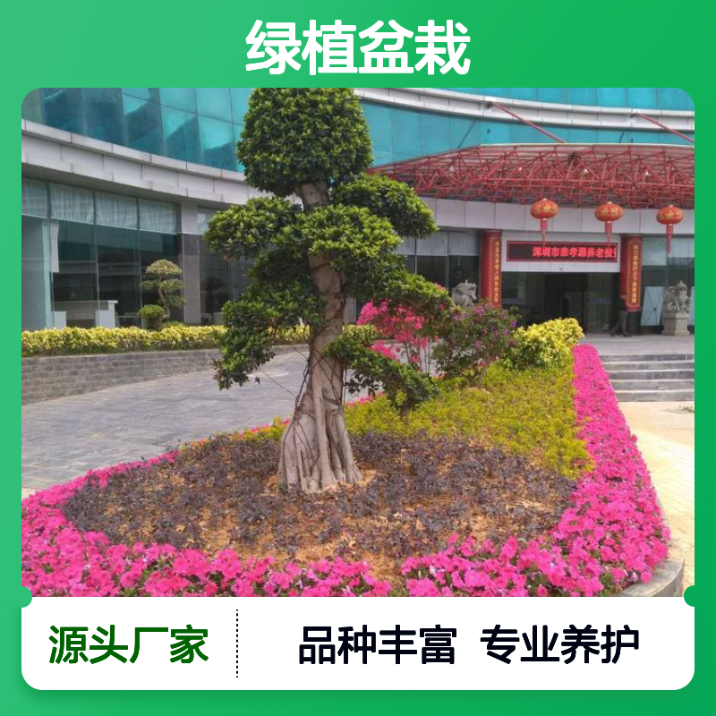 绿植盆栽 租售服务 写字楼办公室花卉租赁优选 品种丰富 专业养护