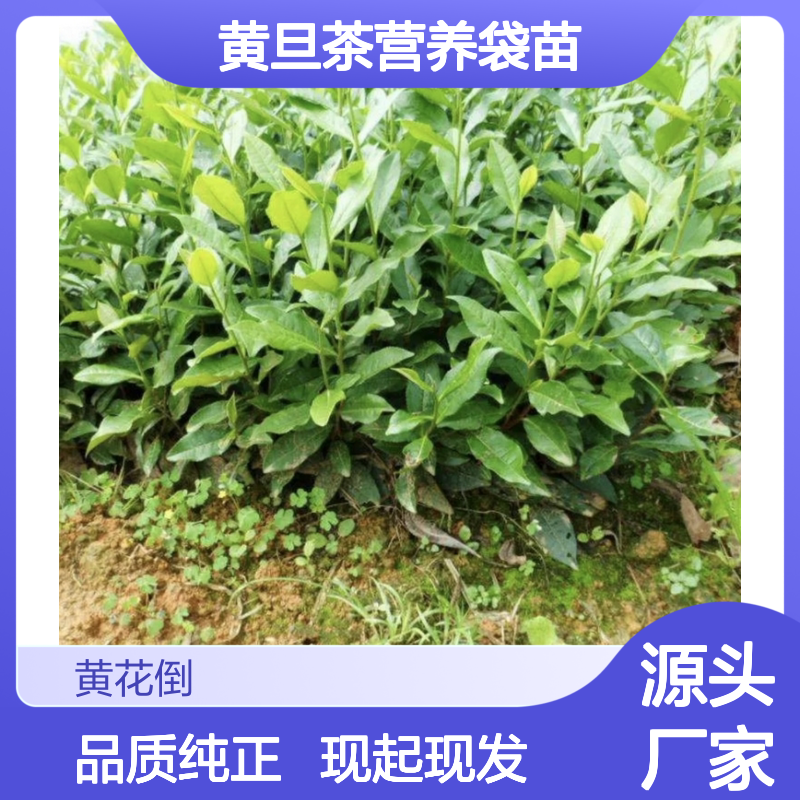 现起现发黄旦茶营养袋苗 基地直发包教种植管理技术品质纯正可票