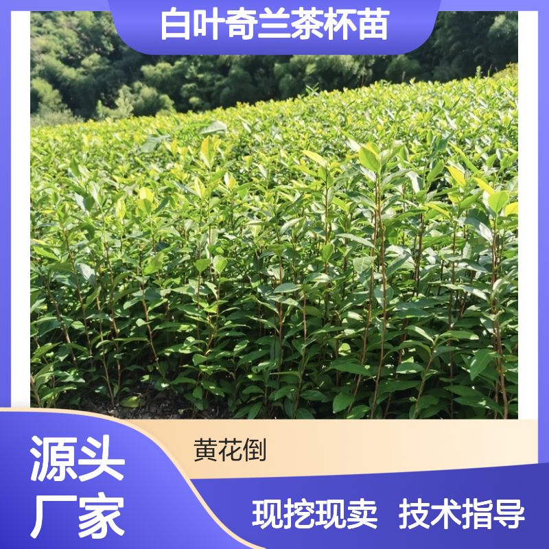 现挖现卖白叶奇兰茶杯苗 全程技术指导十几年苗木培育经验