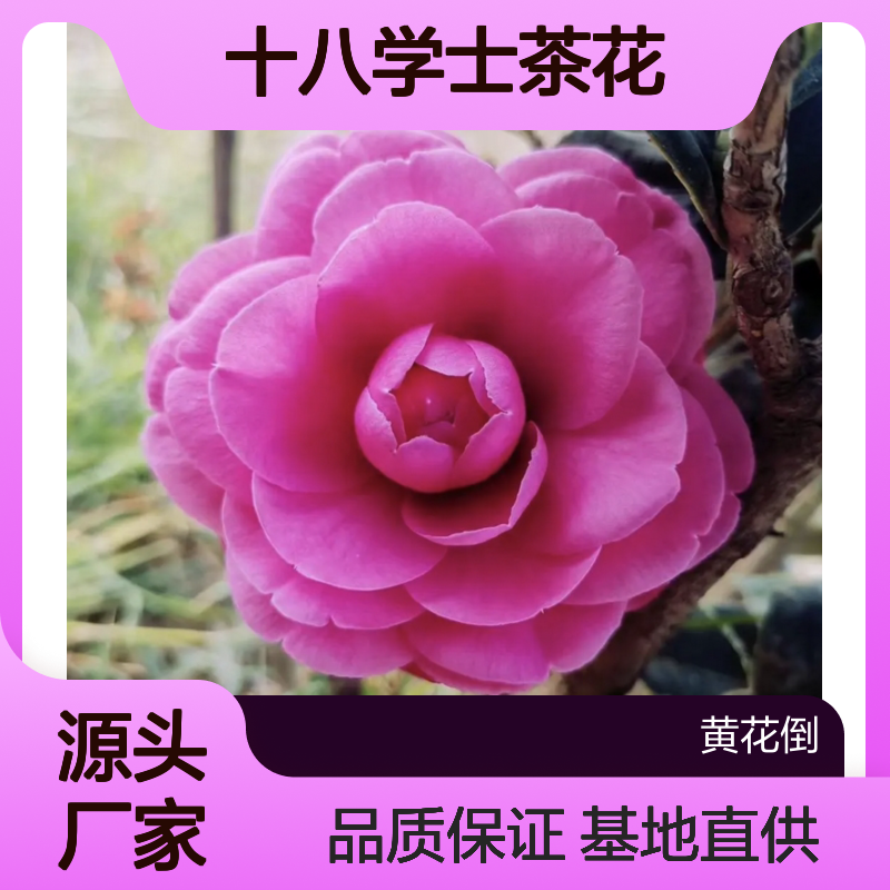 十八学士茶花苗 基地直供 品种优良 栽培简单 适应性强