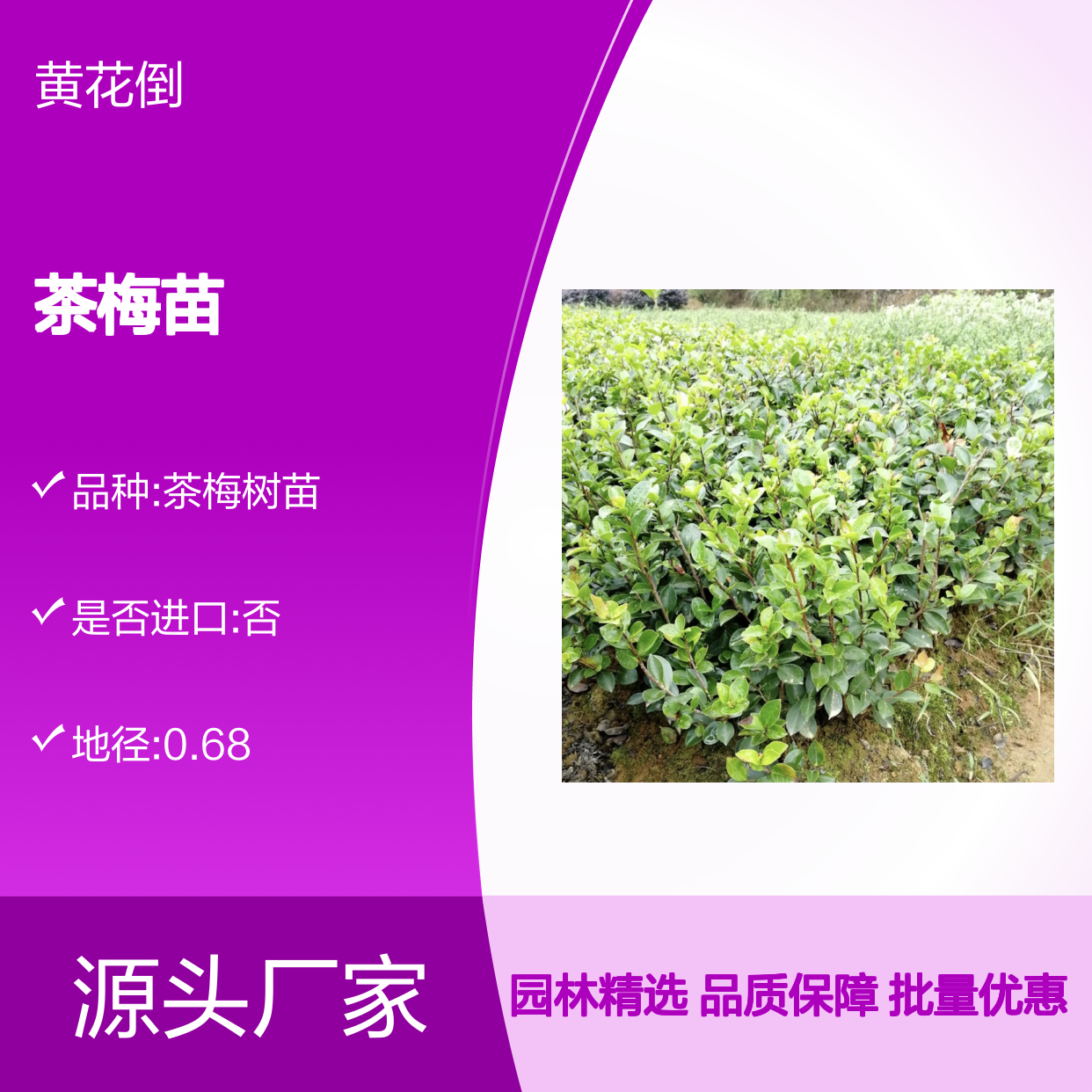 精选茶梅苗 种植园直供 园林优选 生长旺盛 易于养护