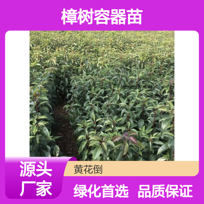 批发樟树容器苗 百亩基地品质保证 绿化优选 易于成活