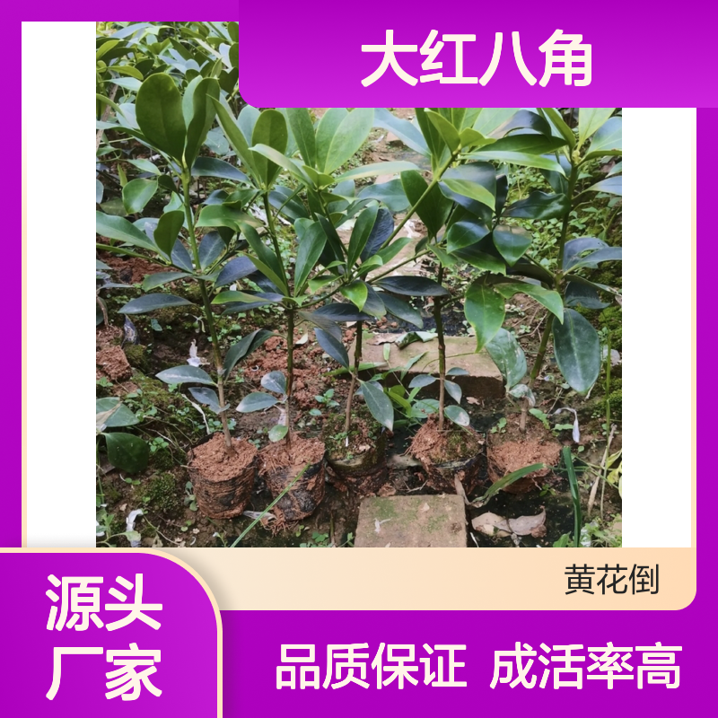 苗木合作社自营大红八角直生苗 多年生根系发达 成活高规格齐全