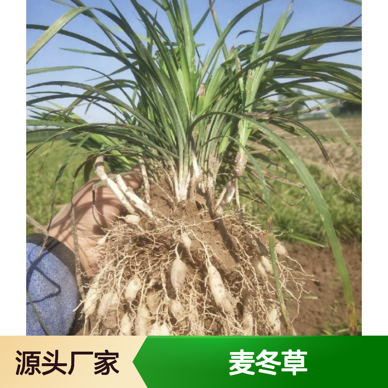 麦冬草批发基地 园林绿化优选 体态多变 生长迅速