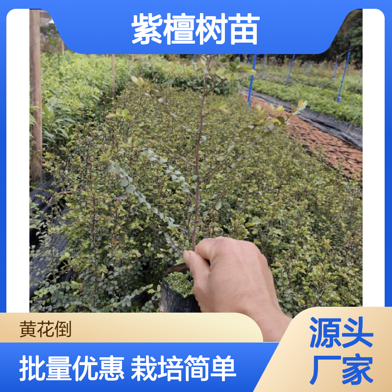 紫檀树苗 造林优选 批发基地直供 生长迅速 易于栽培
