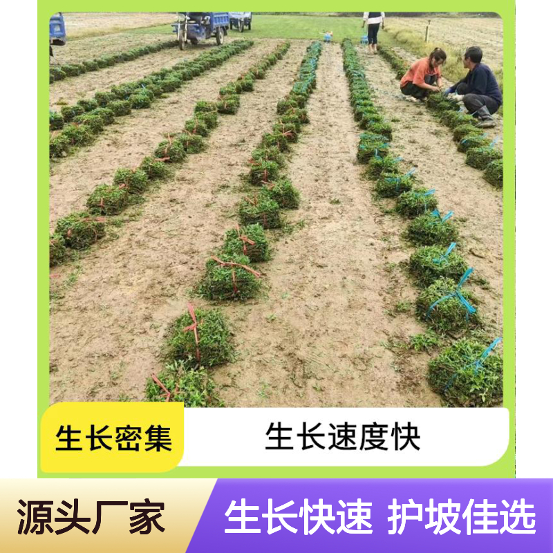 南韵竹风 台湾草 改善排水 绿化城市景观 河道护坡