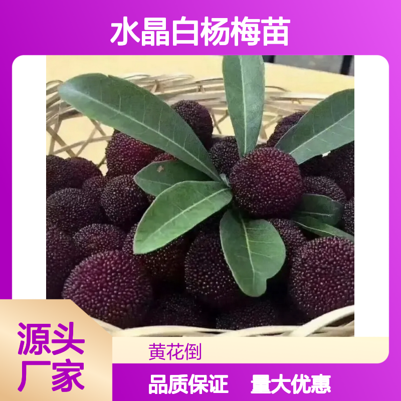 水晶白杨梅苗 基地直供 优质果树苗木 百亩种植