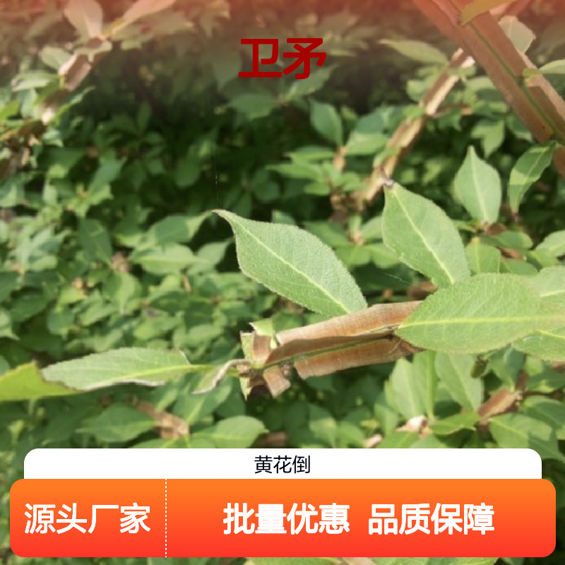 卫矛小苗批发 种植基地直供 园林绿化优选 成活率高