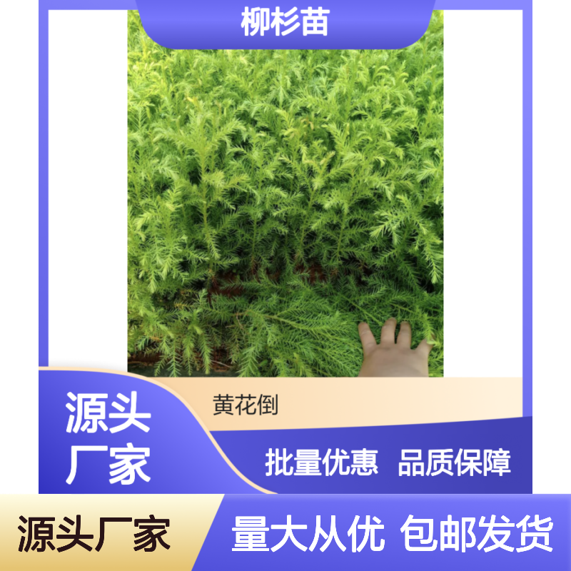 柳杉苗 高大乔木 园林优选 技术成熟 用途多样 易于播种
