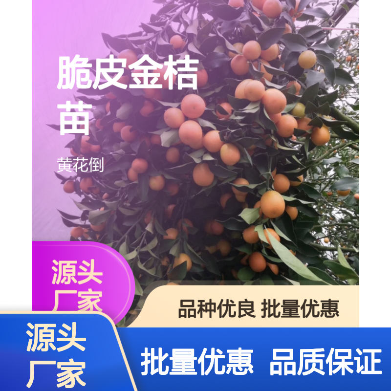 脆皮金桔苗 黄花倒品种 基地直供保证品质 服务周到