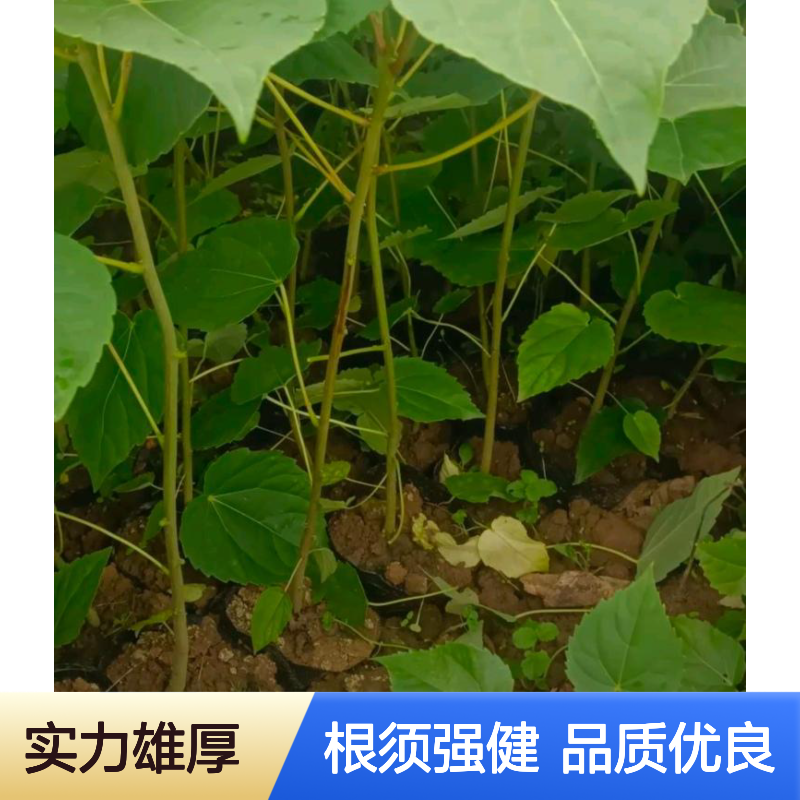 山桐子营养杯苗木 油葡萄苗 H50-150公分 根须发达