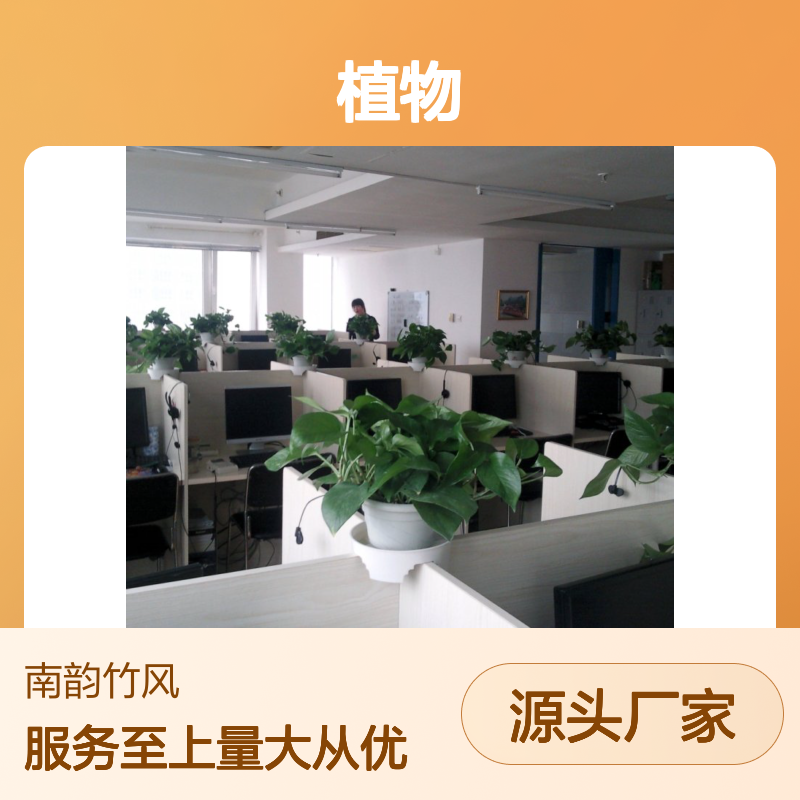 南韵竹风植物租摆服务 承接绿化工程 品种多样