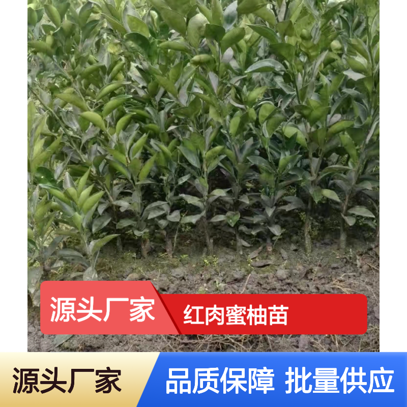 红肉蜜柚百亩种植区 批发红肉蜜柚苗 红肉蜜柚苗批发