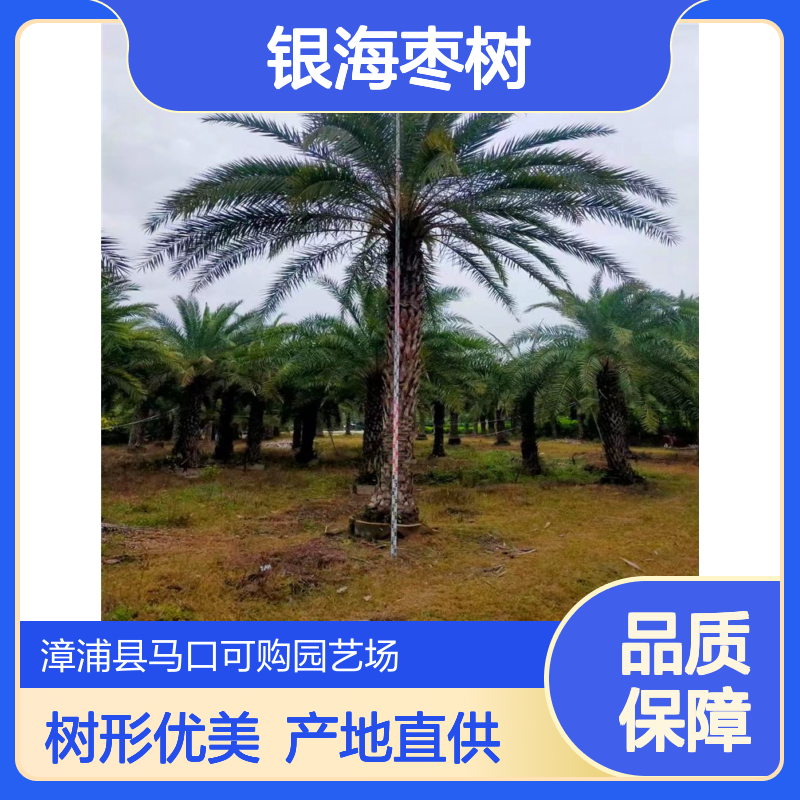 可购品牌 中东海枣银海枣树 7m裸干高 露地栽培 棕榈型树形 漳 州产