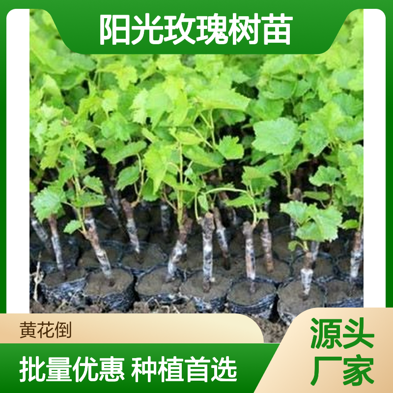 阳光玫瑰树苗 种植区优选 批发供应 生长旺盛 易于管理