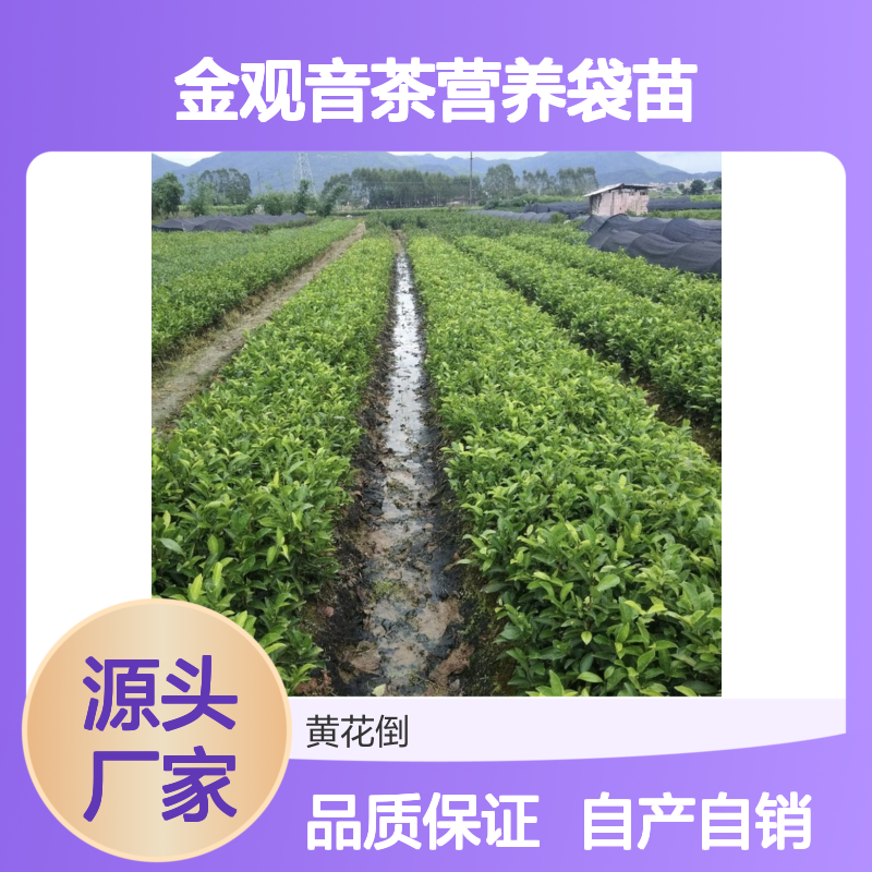 自产自销金观音茶营养袋苗 送货上门包邮欢迎来电洽谈经验分享