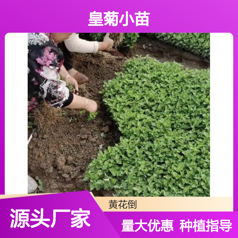 皇菊小苗批发 种植基地直供 多年生宿根草本 品质优良