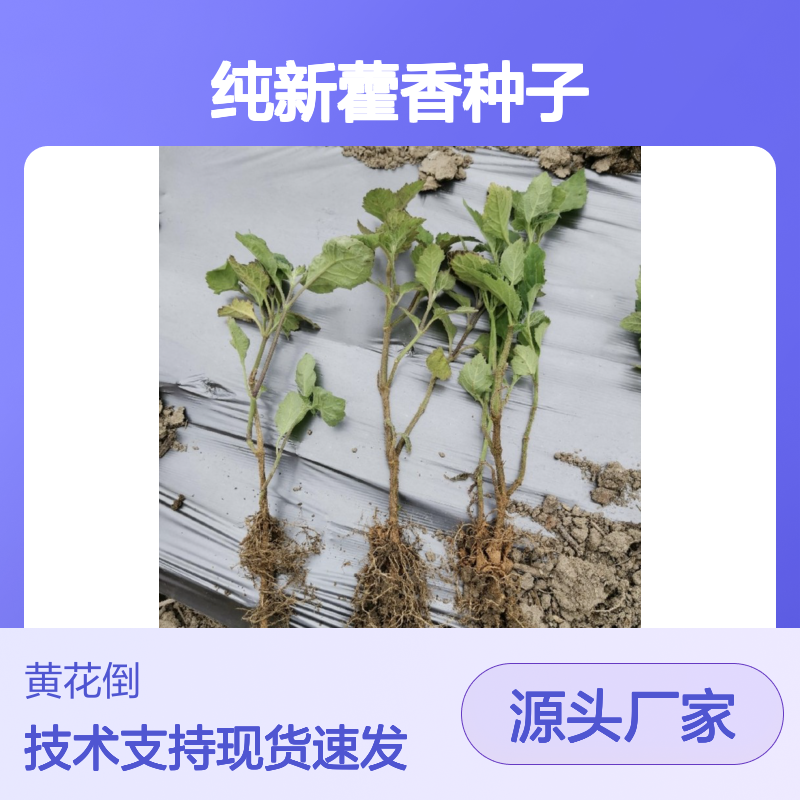 纯新藿香种子 当年新货 免费技术指导 极易成活