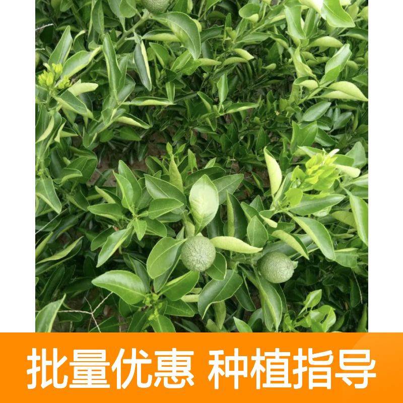 丑柑苗基地直供 优质丑柑种植苗 果形独特 土壤适应强