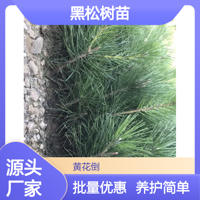 黑松树苗 百亩种植 主产区直供 根系发达 成活率高