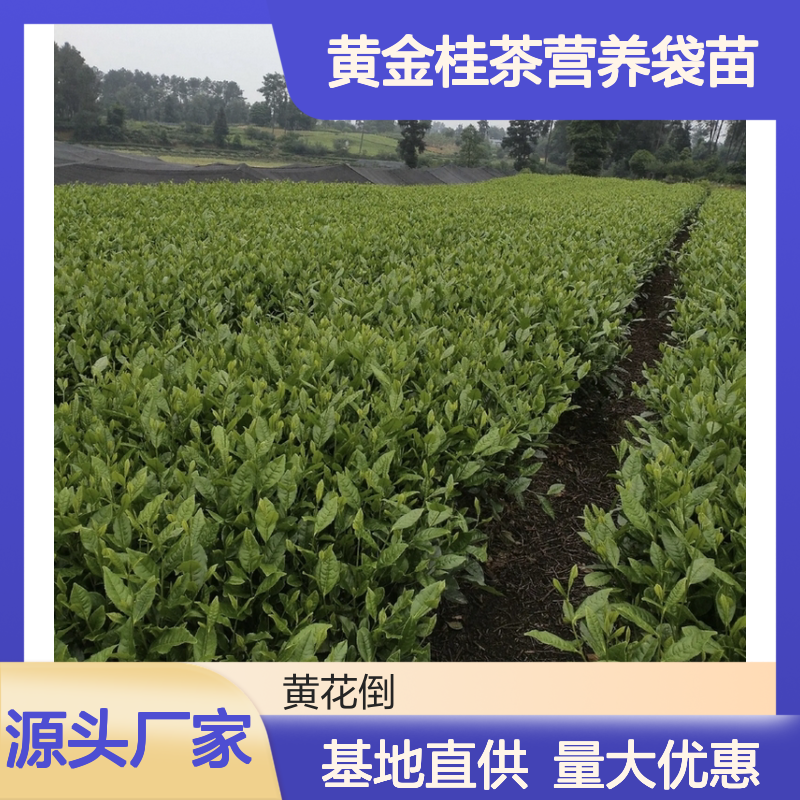 基地批发黄金桂茶营养袋苗 种植收益好荒山农田均可种植