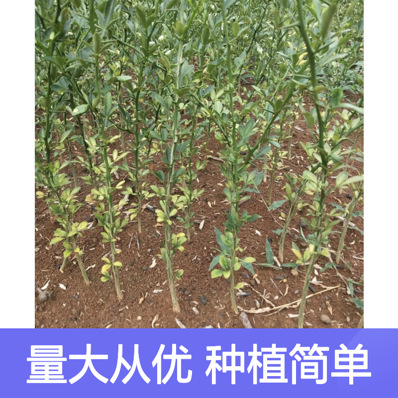 枳壳种植园 优质枳壳床苗 批发供应 生长迅速 易于管理
